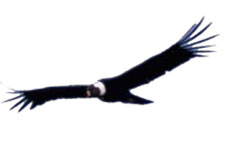 Peru-Cusco-Choquequirao - City of Condors